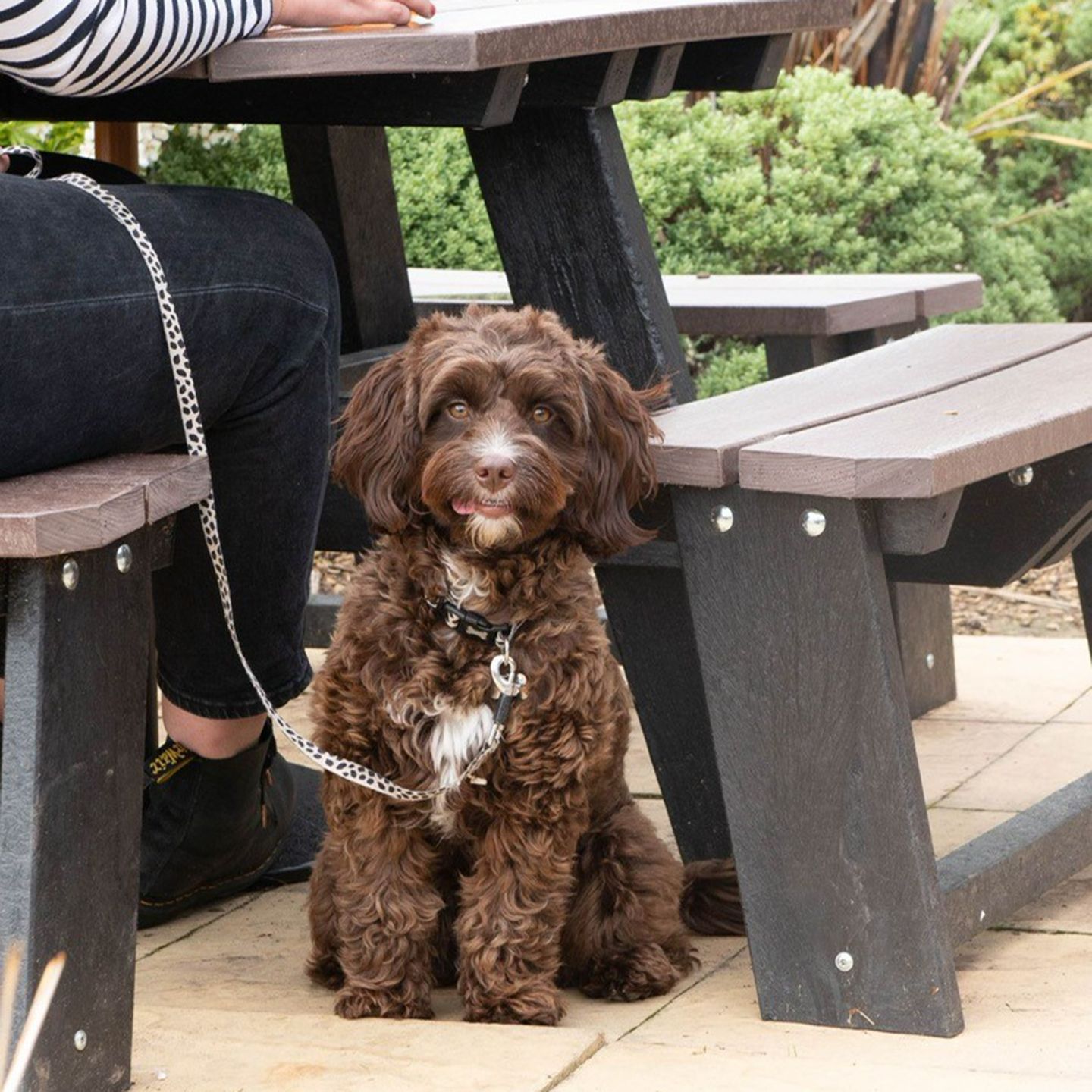 Your local dog friendly pub in Newton Aycliffe